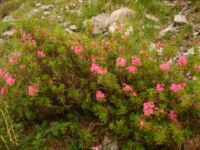 2014-08-02_06FritzPflaum-Steig (340).JPG